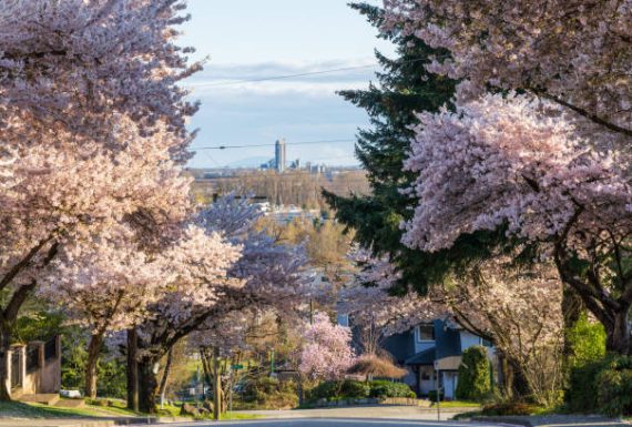 Residential area row of cherry blossom trees in beautiful full bloom in springtime. McKay Ave, South Slope, Burnaby, BC, Canada.